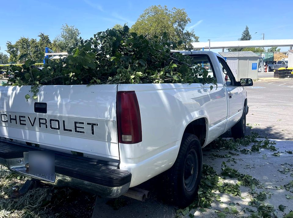 White Chevy pickup full of tree branches